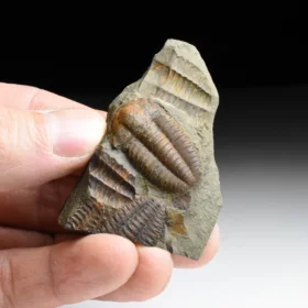 trilobit Ellipsocephalus hoffi
