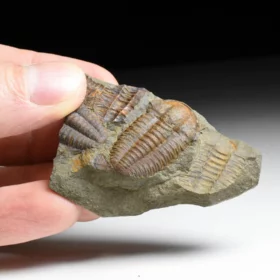 trilobit Ellipsocephalus hoffi