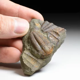 trilobit Ellipsocephalus hoffi