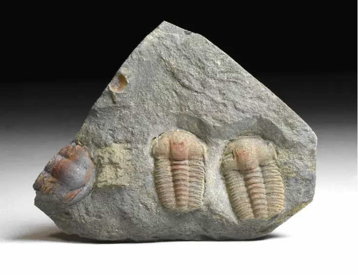 trilobit Ellipsocephalus hoffi
