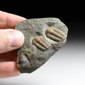 trilobit Ellipsocephalus hoffi