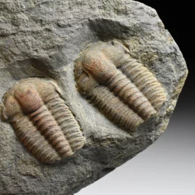 trilobit Ellipsocephalus hoffi