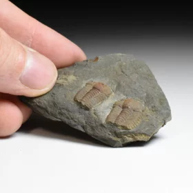 trilobit Ellipsocephalus hoffi