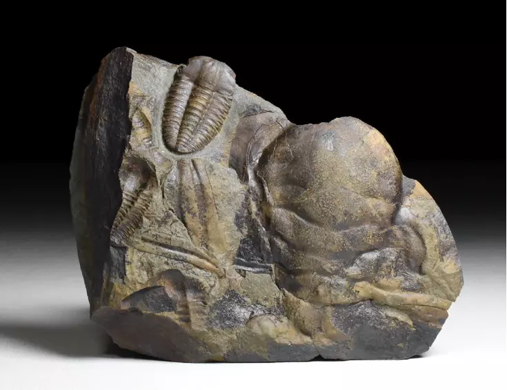trilobit Ellipsocephalus hoffi