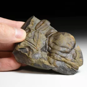 trilobit Ellipsocephalus hoffi