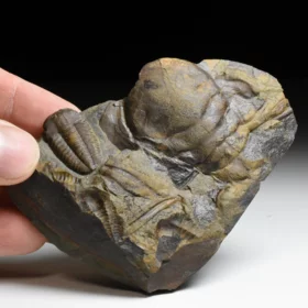 trilobit Ellipsocephalus hoffi