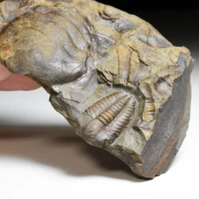 trilobit Ellipsocephalus hoffi