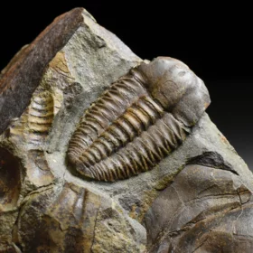 trilobit Ellipsocephalus hoffi