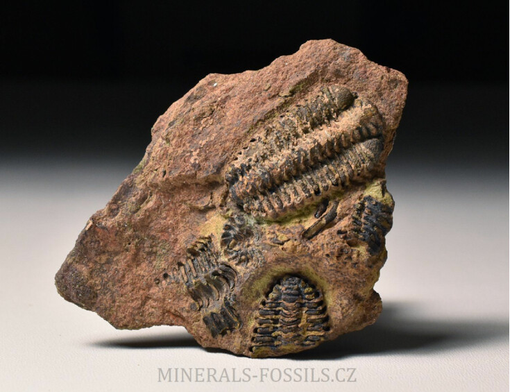 trilobit Placoparia sp.