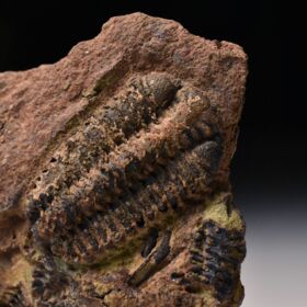 trilobit Placoparia sp.