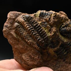 trilobit Placoparia sp.