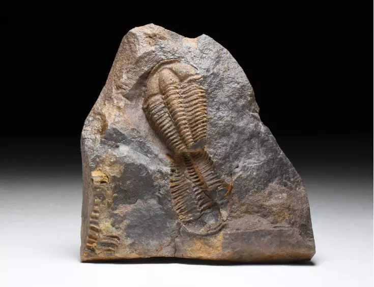trilobit Conocoryphe cirina