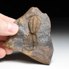 trilobit Conocoryphe cirina