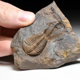 trilobit Conocoryphe cirina