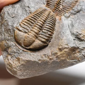 trilobit Conocoryphe cirina