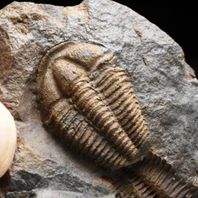 trilobit Conocoryphe cirina