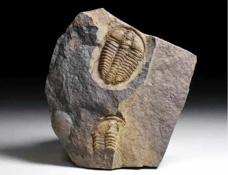 trilobit Conocoryphe cirina