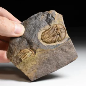 trilobit Conocoryphe cirina