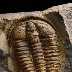 trilobit Conocoryphe cirina