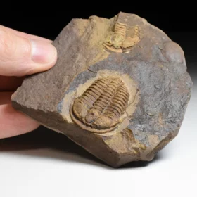 trilobit Conocoryphe cirina