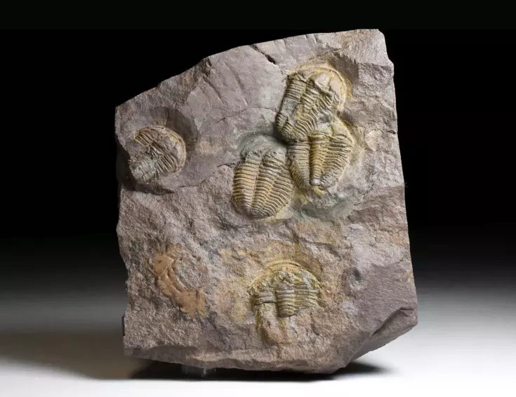 trilobit Conocoryphe cirina
