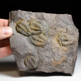 trilobit Conocoryphe cirina