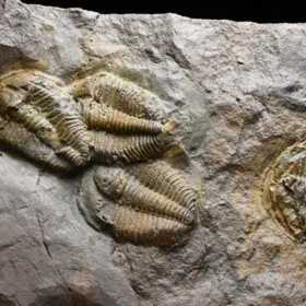 trilobit Conocoryphe cirina