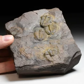 trilobit Conocoryphe cirina