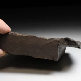 trilobit Conocoryphe cirina