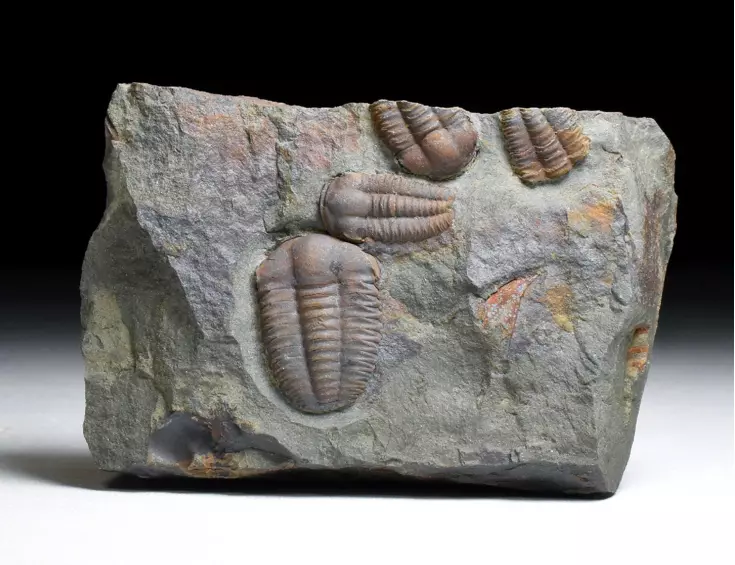 trilobit Ellipsocephalus hoffi