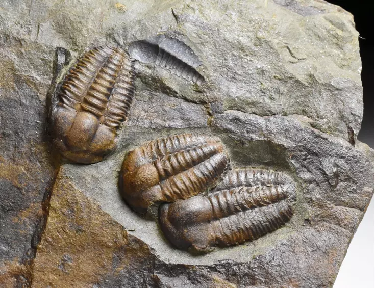 trilobit Ellipsocephalus hoffi