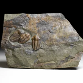 trilobit Ellipsocephalus hoffi