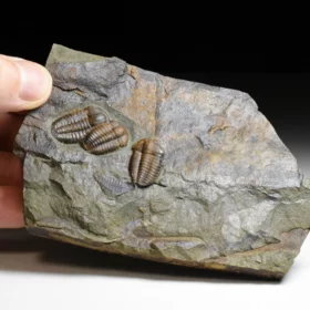 trilobit Ellipsocephalus hoffi