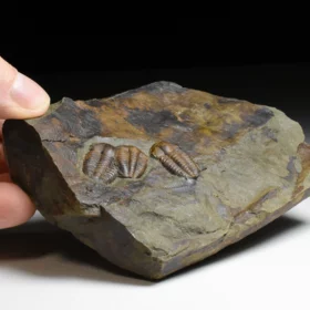 trilobit Ellipsocephalus hoffi