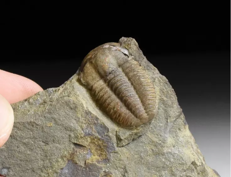 trilobit Ellipsocephalus hoffi