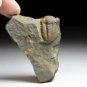 trilobit Ellipsocephalus hoffi