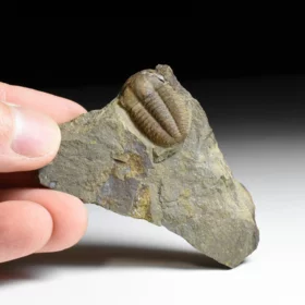 trilobit Ellipsocephalus hoffi
