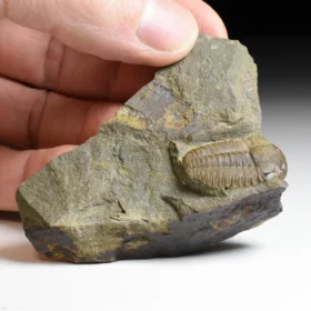 trilobit Ellipsocephalus hoffi