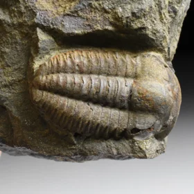 trilobit Ellipsocephalus hoffi