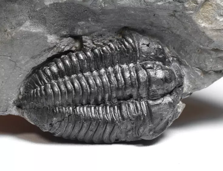 trilobit Flexicalymene declinata