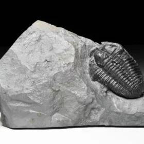 trilobit Flexicalymene declinata