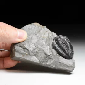 trilobit Flexicalymene declinata