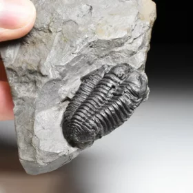 trilobit Flexicalymene declinata