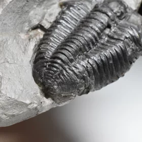 trilobit Flexicalymene declinata