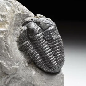 trilobit Flexicalymene declinata