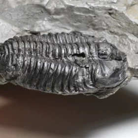 trilobit Flexicalymene declinata