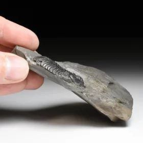 trilobit Flexicalymene declinata