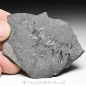 zkamenělá liána Sphenophyllum