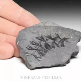 zkamenělá liána Sphenophyllum