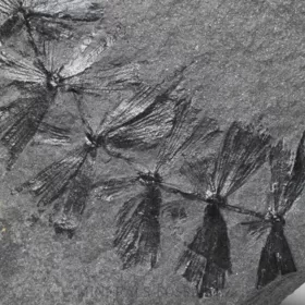 zkamenělá liána Sphenophyllum